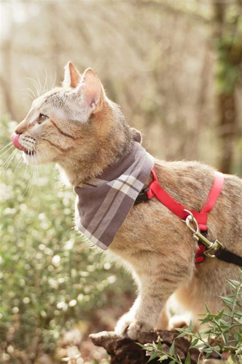 10 Reasons To Leash Your Cat Outside Cats Outside Cats Cute Cats