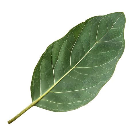 Premium Photo | Isolated Desert Milkweed Leaf With Broad Leaf Shape and
