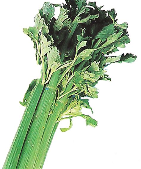 Celery Production Guide Agriculture Monthly