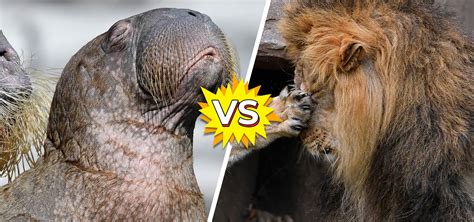 Animal Battle: walrus vs. lioness | Article | Kids News