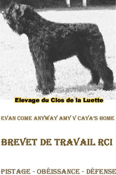 Elevage Bouvier Des Flandres Eleveur Bouvier Des Flandres Education Du