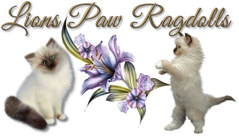 LionsPaw Available Ragdoll Kittens Patton PA - Ragdoll Kittens For Sale ...