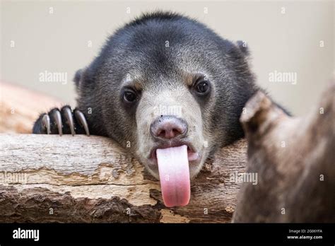 THE NETHERLANDS: A Sun Bear cub shows its tongue off at Burgers' Zoo ...