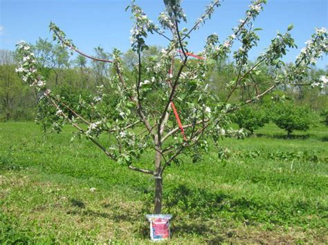 Stages Of Apple Tree Growth What To Expect After Planting Stark Bro S