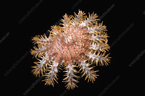 Crown-of-thorns starfish - Stock Image - C057/7275 - Science Photo Library