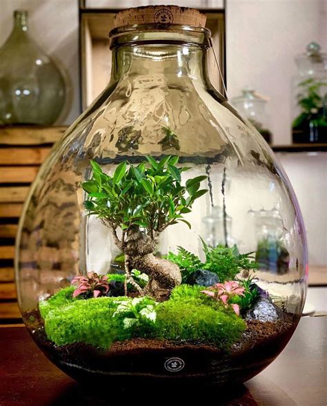 Ideas for Plants in Terrariums