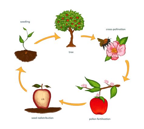 Pollination Pollinator Quest