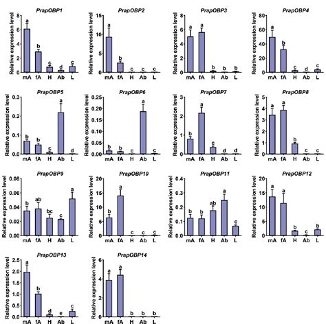 Figure From Identification And Expression Profiles Of Odorant