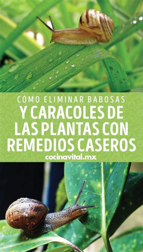 Cómo eliminar babosas y caracoles de las plantas con remedios caseros