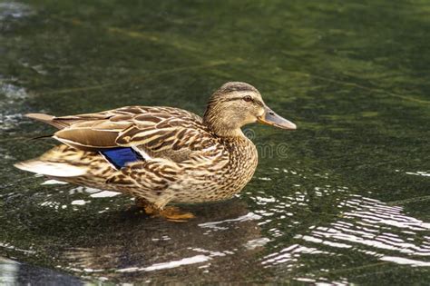 Les Platyrhynchos Femelles D Ana De Canard De Canard Est Un Membre De L