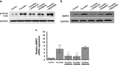 Effects Of Mitogen Activated Protein Kinase Inhibitors On Download