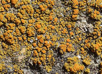 caloplaca flavovirescens teloschistaceae