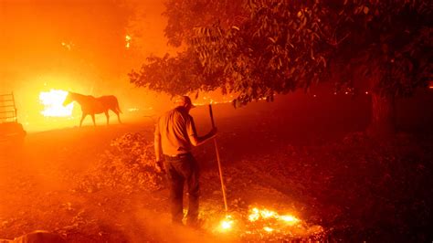 Animals displaced by fires taken in at Solano County Fairgrounds ...