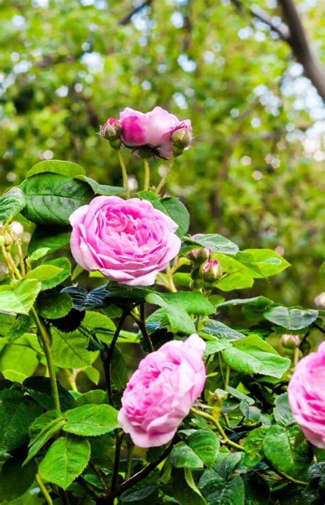 Lait Corps Hydratant Rose Pétale à l extrait de Rose Durance