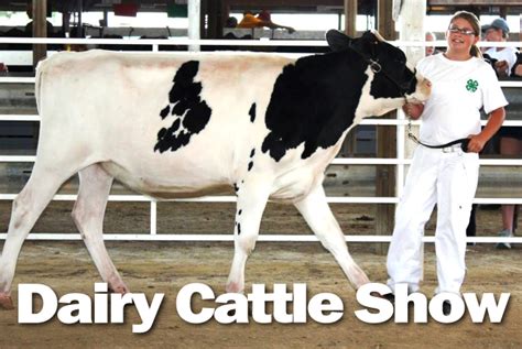 Dairy Cattle Show The Prince William County Fair