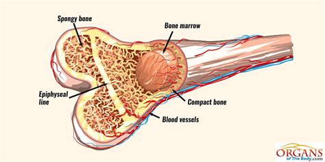 What is Bone Marrow? Bone Marrow Structure, Facts and Functions