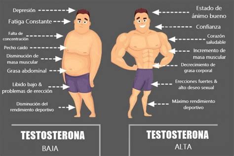 Testosterona Baja Síntomas Causas Efectos Y Tratamiento