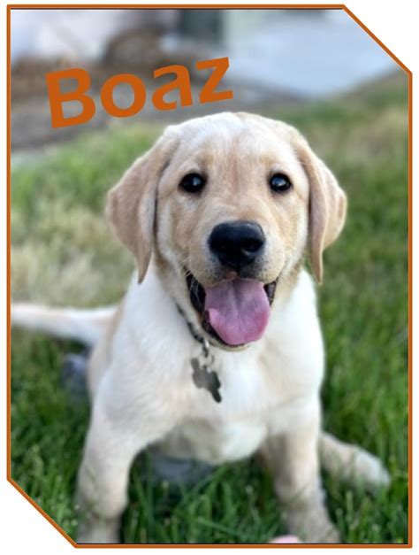 Boaz Website Photo - KSDS Assistance Dogs, Inc.