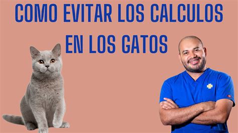 Cómo evitar los cálculos urinarios en los gatos YouTube