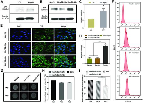 A Western Blotting Results For Afp Expression In Lo2 Cells And Hepg2