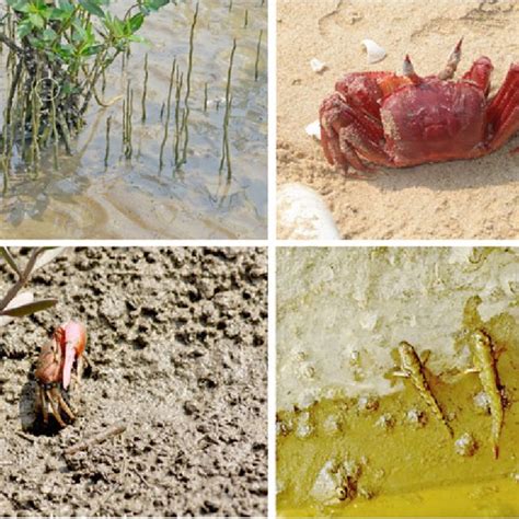 4 Representatives of Intertidal benthic fauna-(a) Crawling of ...