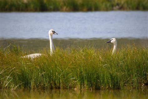 Trumpeter Swan Pictures and Photos - Photography - Bird | Wildlife | Nature - Christopher Taylor