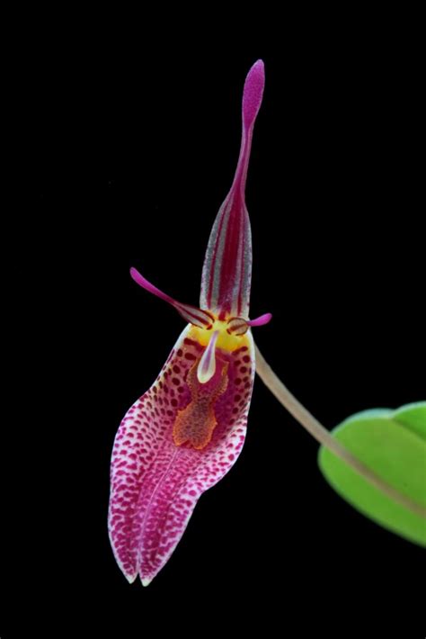 Restrepia Condorensis Wiel Driessen Flickr