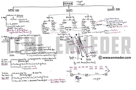 Femur Bone Chart Tcml The Charsi Of Medical Literature