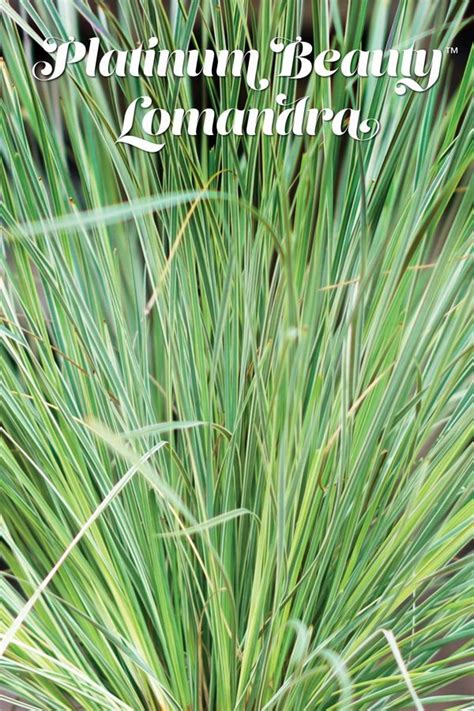 Video Make A Statement With Platinum Beauty Lomandra Lomandra