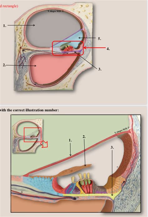 Biol Cochlea Cross Section And Cochlea Organ Of Corti Diagram