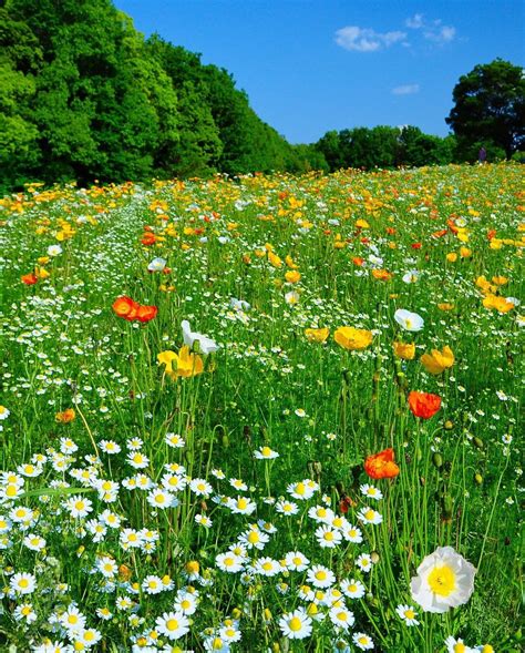 Heather💝 On Twitter Wild Flowers Beautiful Nature Flowers Nature