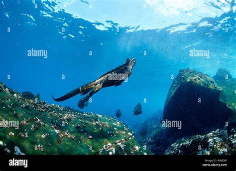 Marine Iguana Amblyrhynchus Cristatus Swimming Underwater Stock Photo