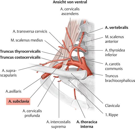 Image description | Anatomie, Leichter lernen, Steckbrief