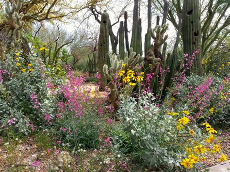 Five Reasons To Visit The Glendale Xeriscape Demonstration Garden This Spring