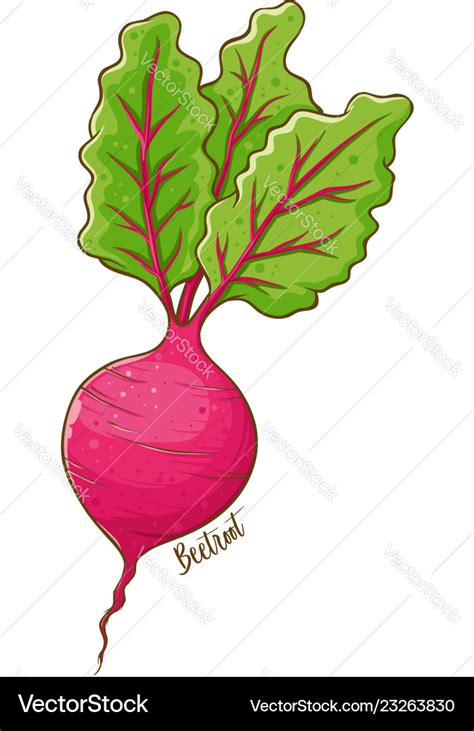 Beetroot vegetable hand drawing Royalty Free Vector Image