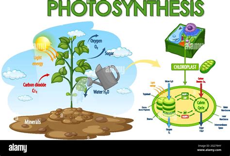 Photosynthesis Diagram High Resolution Stock Photography and Images - Alamy