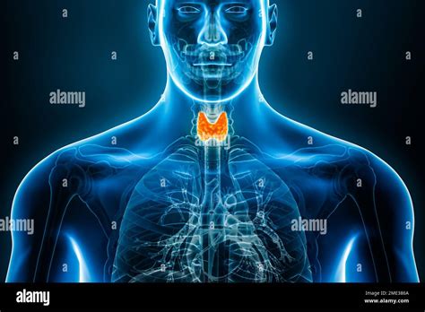 Vista de rayos X anterior o frontal de la glándula tiroides 3D que