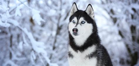 Siberian Husky Steckbrief Charakter Pflege Haltung