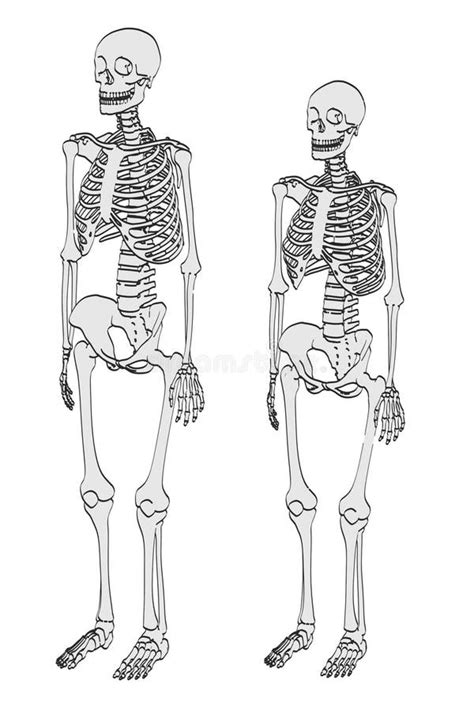 Skeletons Male And Female Stock Illustration Illustration Of Female