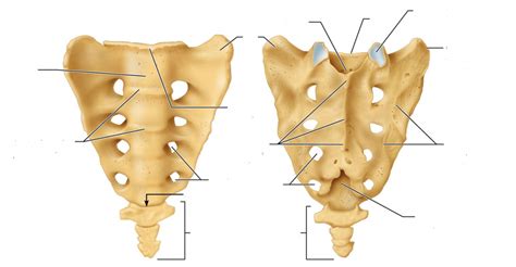 Sacral ala Diagram | Quizlet