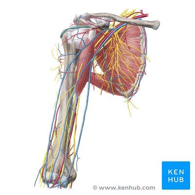 Obere Extremit T Arterien Venen Und Nerven Kenhub