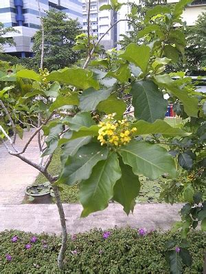 Peanut Butter Tree , Bunchosia glandulifera