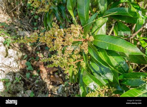 Blooming Julie Mango Tree Stock Photo Alamy