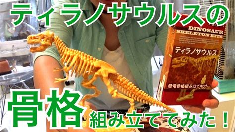 ティラノサウルスの骨格を組み立ててみた！【恐竜】building The Bone Structure Of Tyrannosaurus