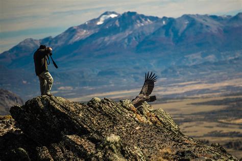 Patagonia Condor Photograph By Walt Sterneman Pixels