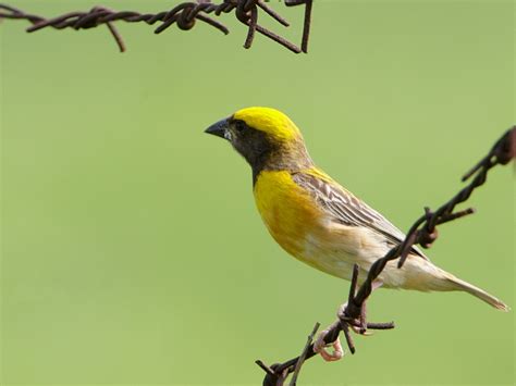 Baya Weaver Ploceus Philippinus Passeridae Birds Of India Birding In India