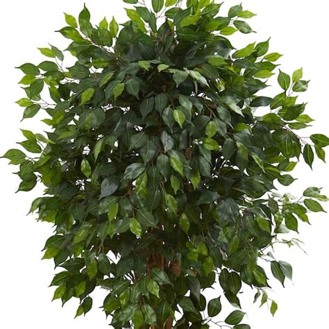 55ft Potted Ficus Tree Michaels