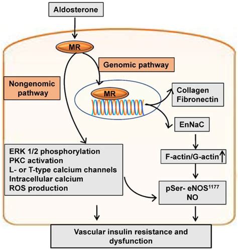 Ijms Free Full Text Mineralocorticoid Receptor Activation In