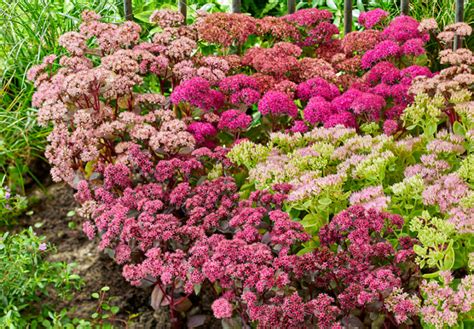 Guía completa de Sedum Consejos de plantación cuidado y diseño para