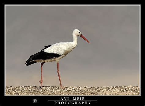 White Stork - BirdForum Opus | BirdForum